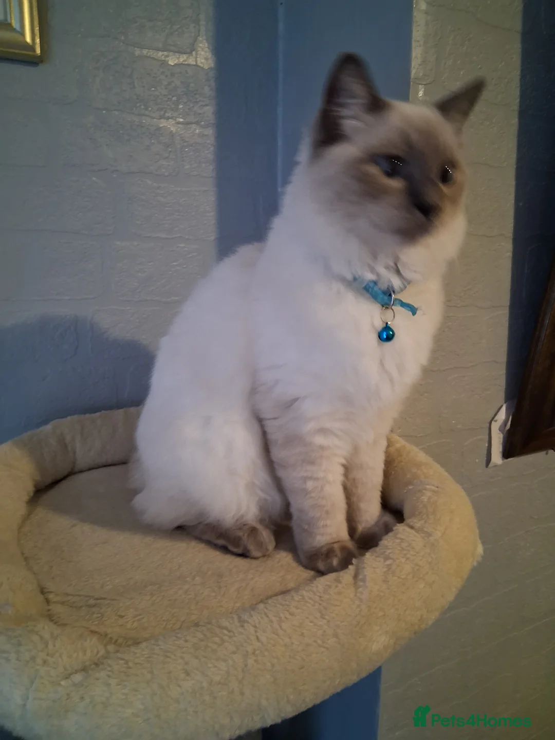 Ragdoll cats for sale: Ragdoll Bluepoint Kitten  - Advert 6