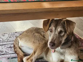 Mixed Breed dogs 🌿Lovely GRACE – for a Confident & Loving Home🌿 - Advert 6