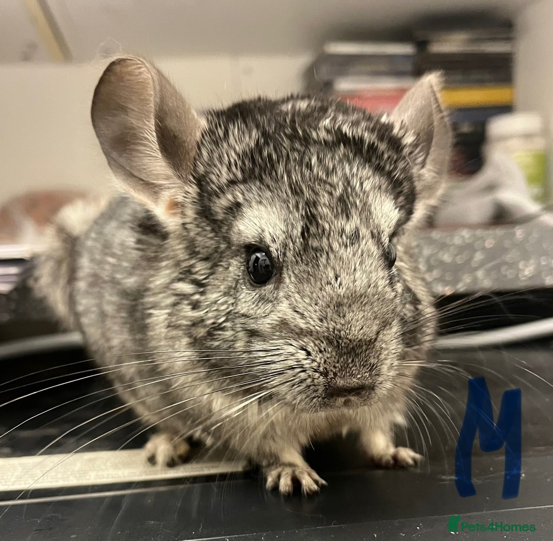 Chinchilla rodents for sale: Chinchilla kits (Dorset) - Image 1