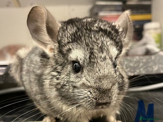 Chinchilla rodents - Advert 17