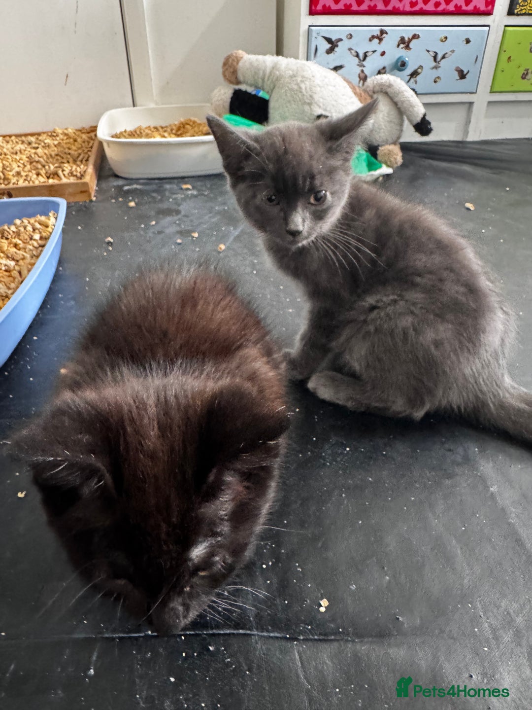 Mixed Breed cats for sale:  4 Kittens British long & short hair mixed breed. - Advert 9