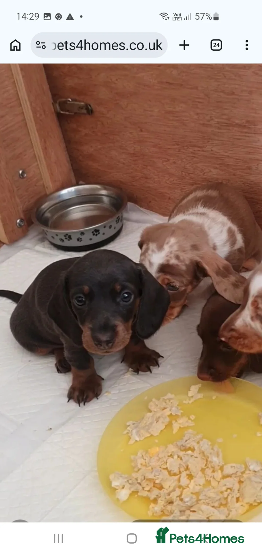 Dachshund dogs for sale: Miniature Dacshund  - Advert 2