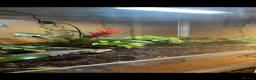 Skink reptiles for sale: Mowgli  in Hitchin - Advert 3