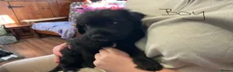 Mixed Breed dogs for sale: Puppies for sale  in Edenbridge - Advert 3