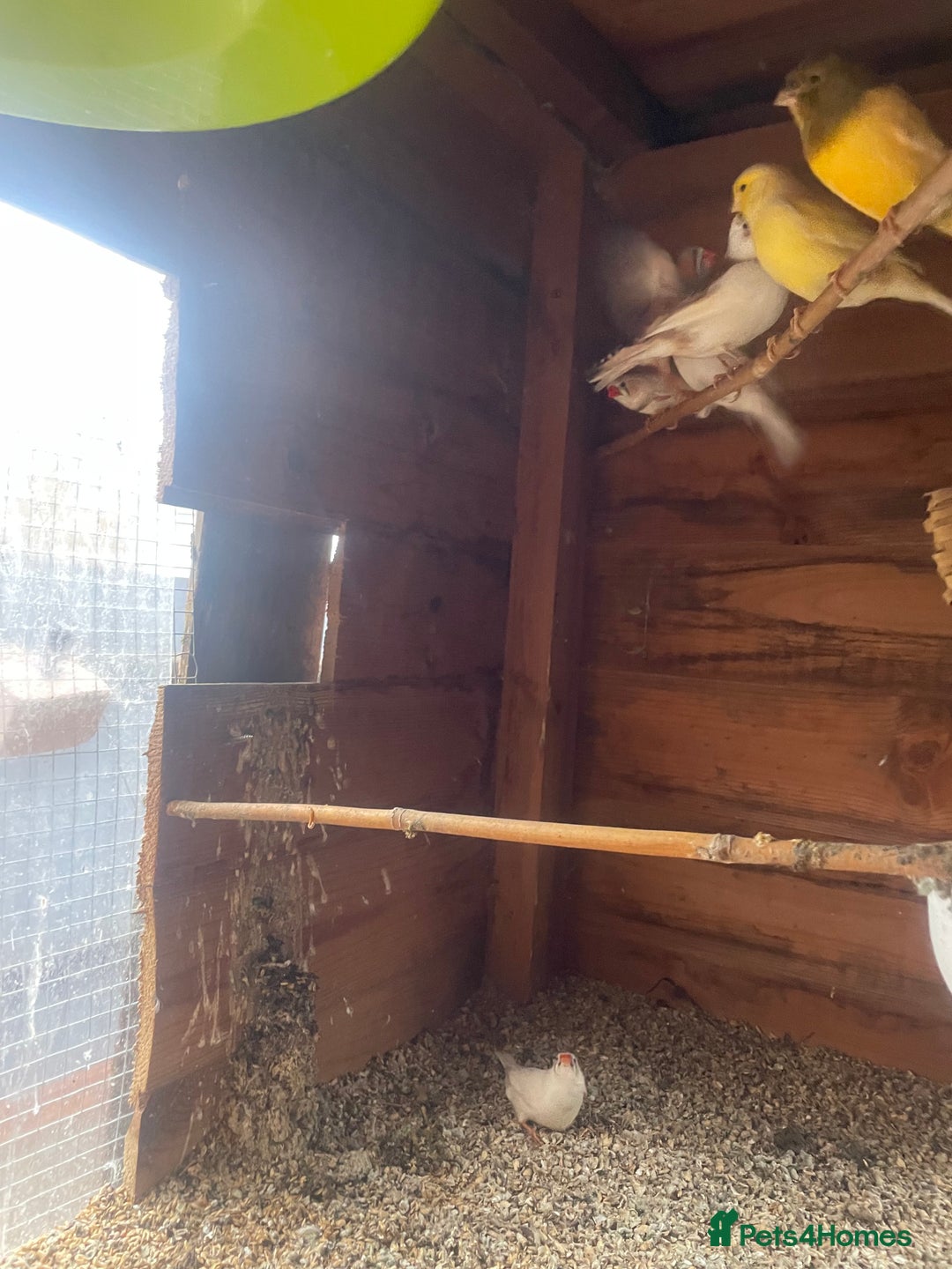 Canaries birds for sale: Canaries and hens - Advert 2