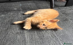 Mixed Breed cats for sale: Adorable fluffy friendly kittens for sale - Image 5