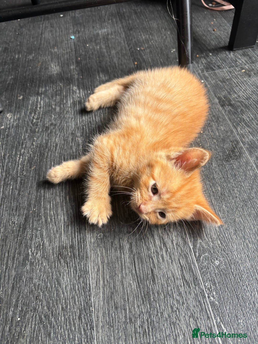 Mixed Breed cats for sale: Adorable fluffy friendly kittens for sale - Image 5