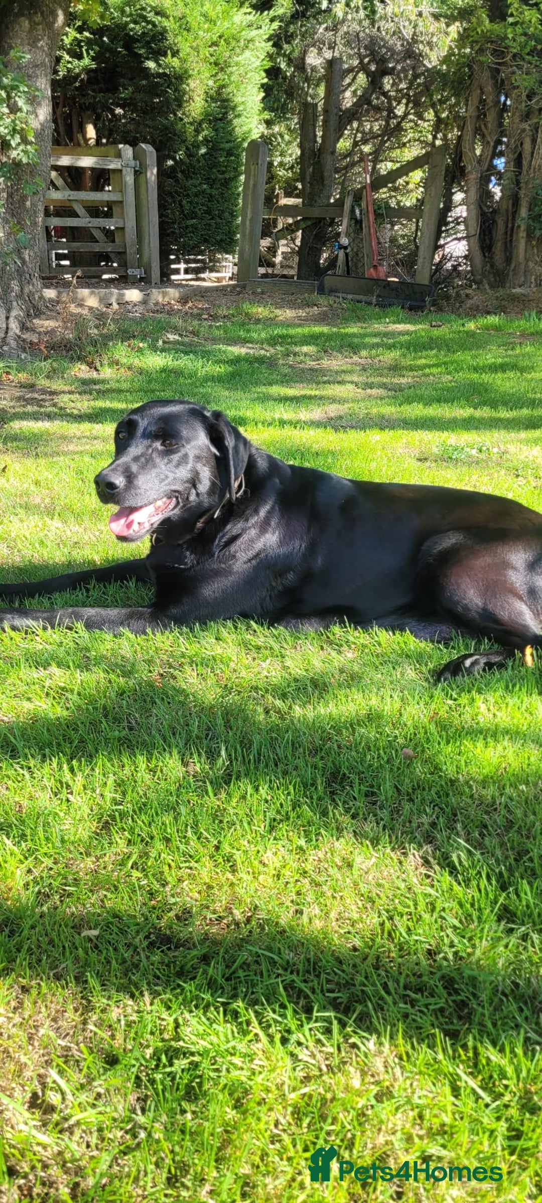Labrador Retriever dogs for sale: Stunning Black Labrador Puppies - Image 4