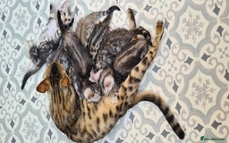 Bengal cats for sale: Pedigree Bengal kittens - Image 7