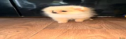 Pomeranian dogs for sale: ✨ Exceptional Pomeranian Puppies – KC Reg ✨ - Advert 13