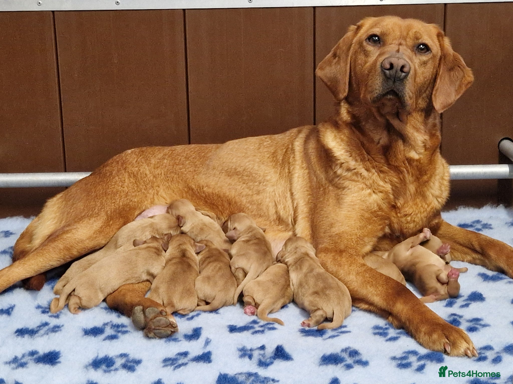 Cockerdor dogs 🌟STUNNING HEALTH TESTED FOX RED COCKERDORS 🌟 - Advert 2