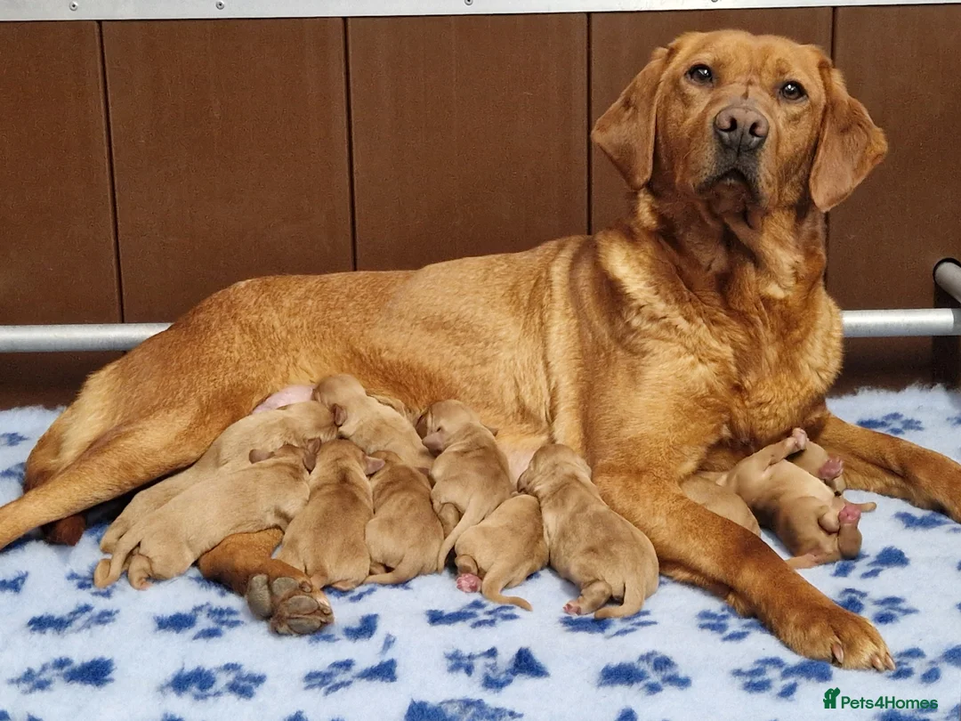 Cockerdor dogs for sale: 🌟STUNNING HEALTH TESTED FOX RED COCKERDORS 🌟 - Advert 1