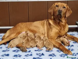 Cockerdor dogs 🌟STUNNING HEALTH TESTED FOX RED COCKERDORS 🌟 - Advert 2