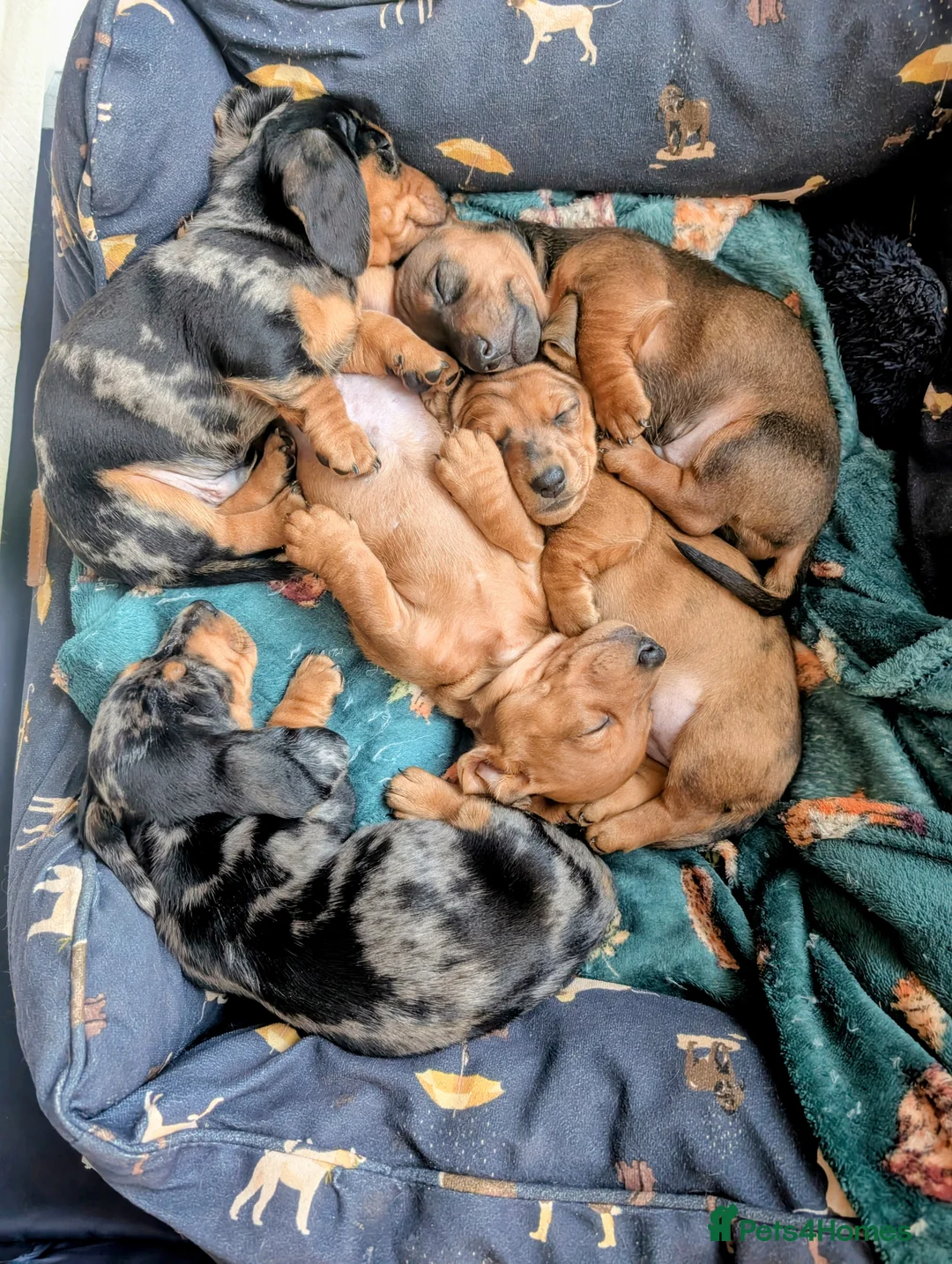 Miniature Dachshund dogs for sale: Beautiful pups  - Advert 8