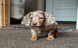 Miniature Dachshund dogs for sale: ❤️❤️Miniature dachshund choc and tan female  ❤️❤️ - Image 2