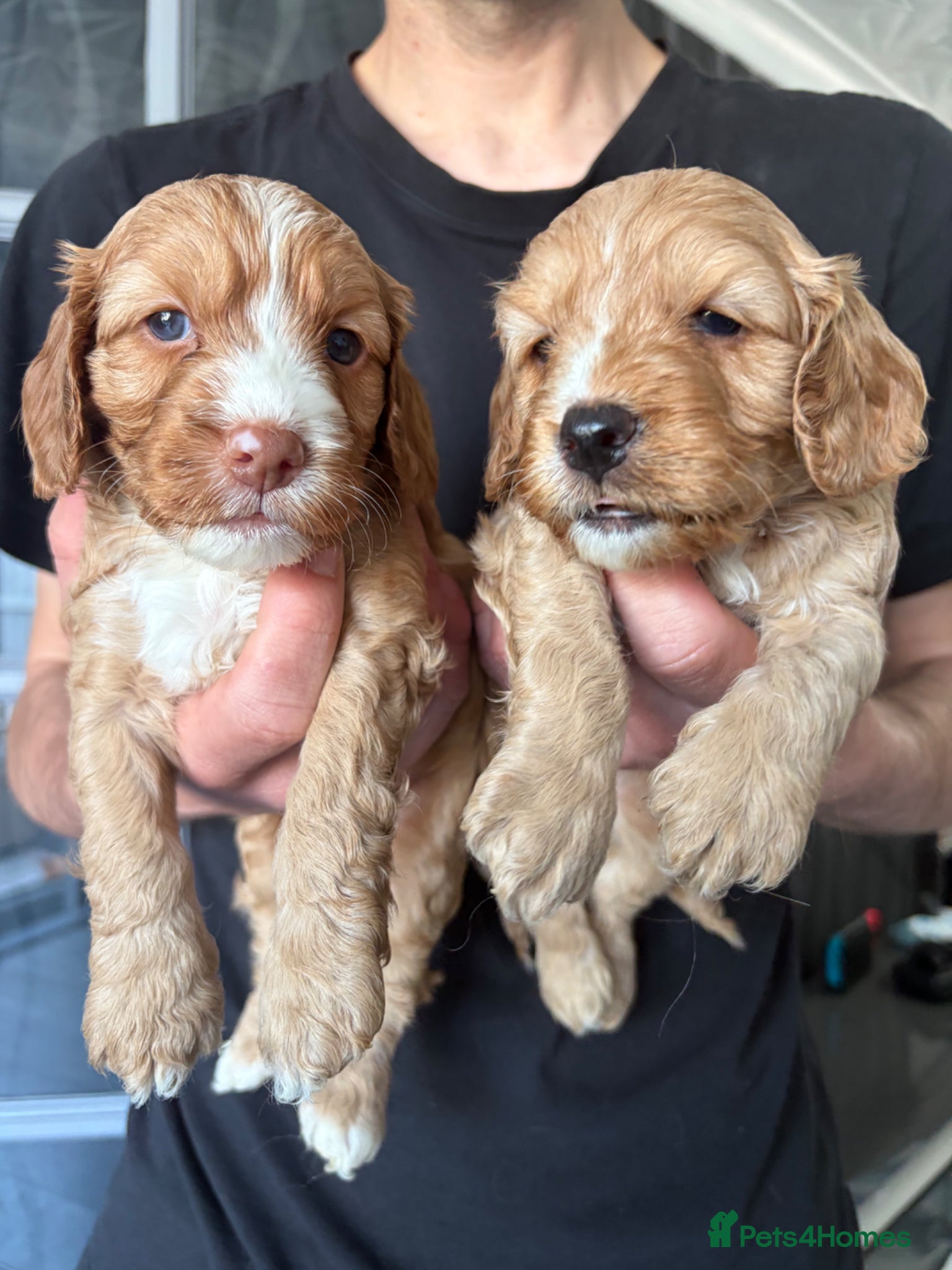 Cockapoo dogs Beautiful red F1 cockapoo pups  - Advert 1