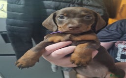 Miniature Dachshund dogs for sale: 6 beautiful miniature Dachshund 7 weeks old - Image 13