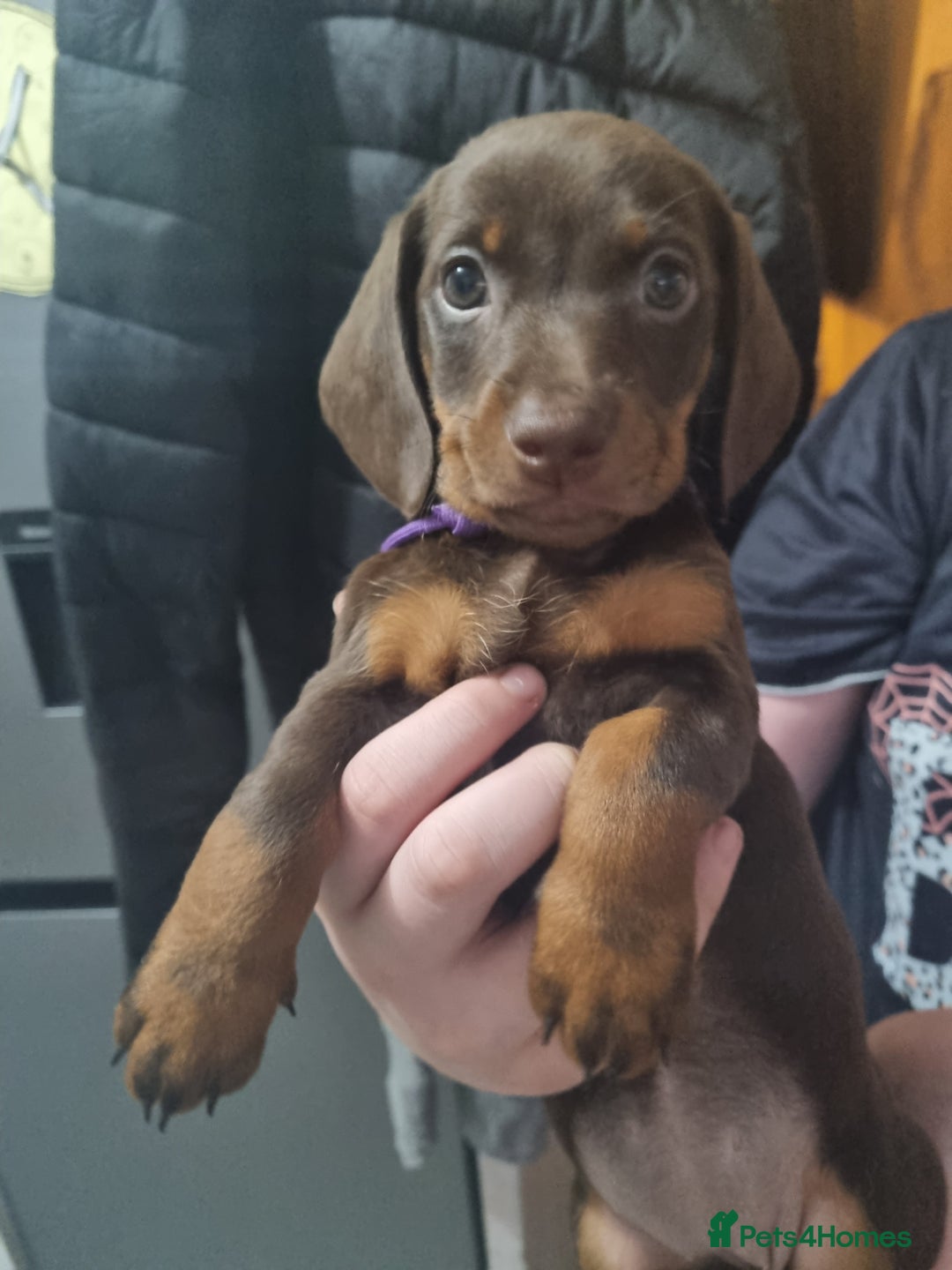 Miniature Dachshund dogs for sale: 6 beautiful miniature Dachshund 7 weeks old - Image 13