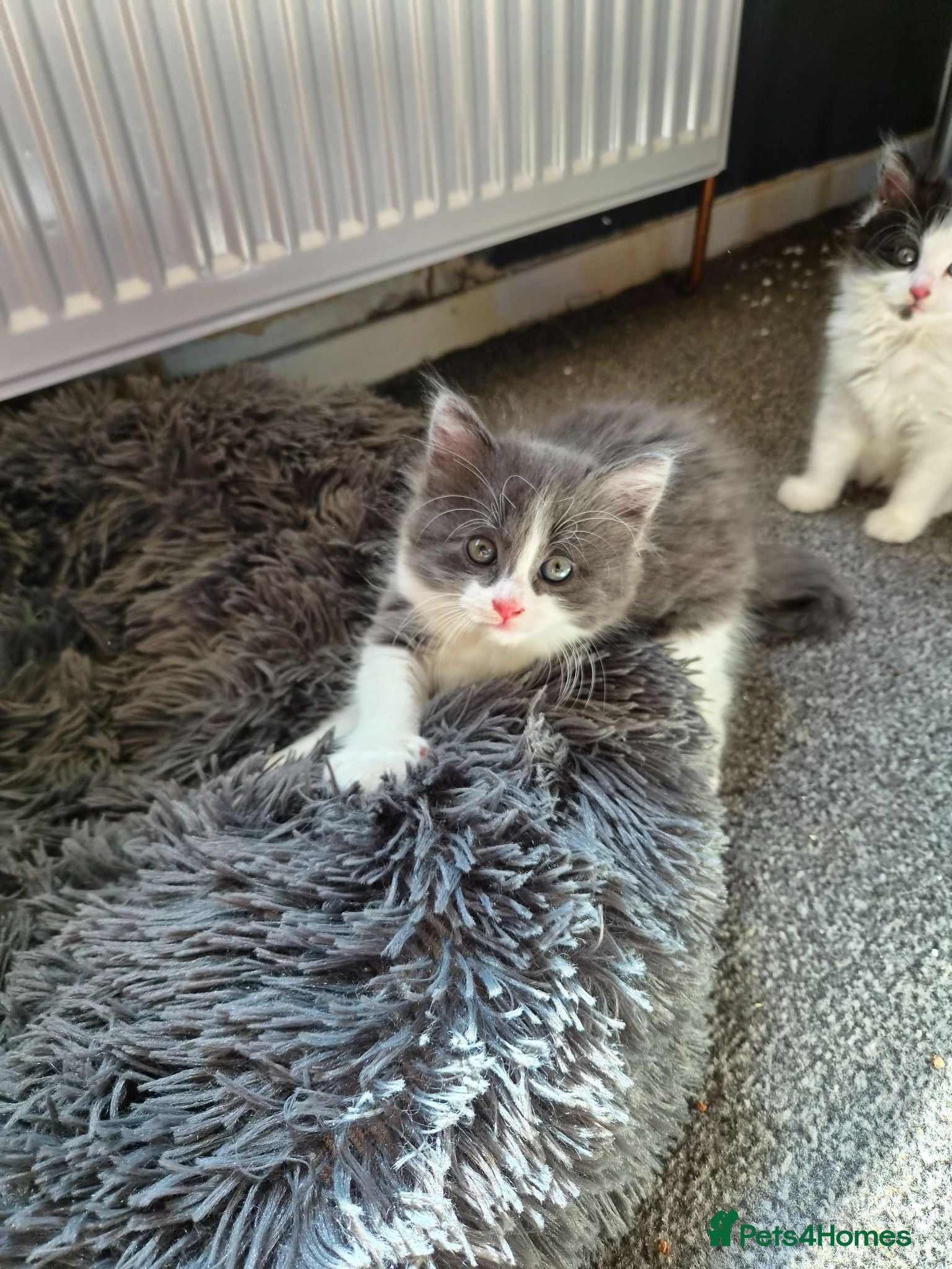 Mixed Breed cats Kittens - Advert 3