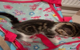 British Shorthair cats for sale: beautiful kittens available to pick up - Image 16