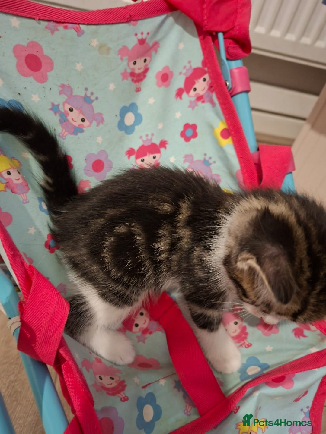 British Shorthair cats for sale: beautiful kittens available to pick up - Image 16
