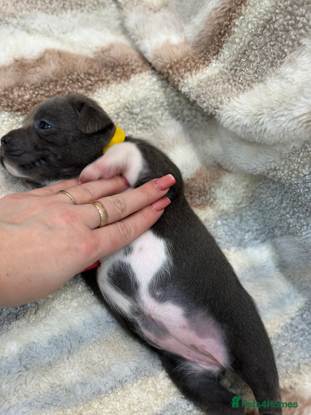Staffordshire Bull Terrier dogs for sale: ✨🥰🐶 KC Registered Staffordshire Bull Terrier  🐾 - Advert 39
