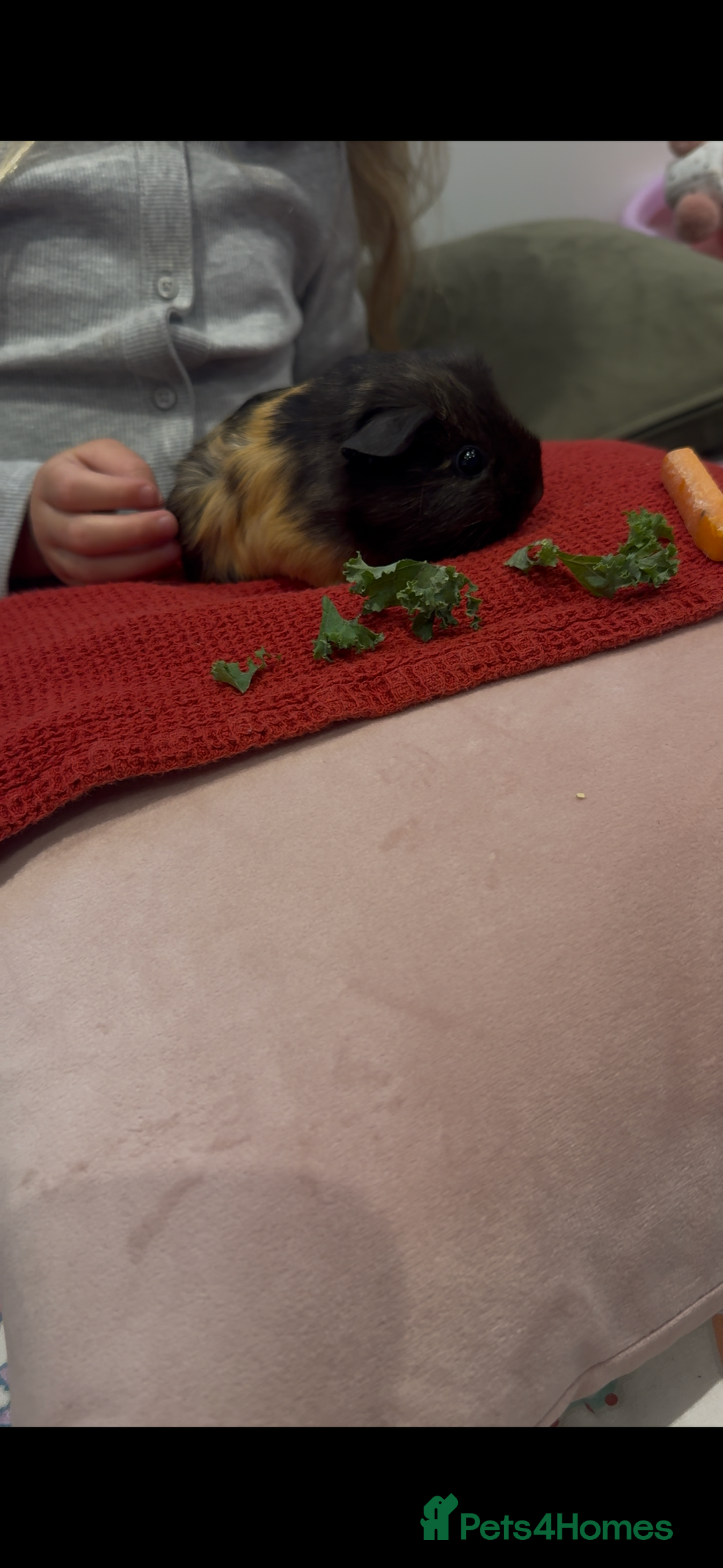 Guinea Pig rodents for sale: Two bonded female guinea pigs  - Advert 3