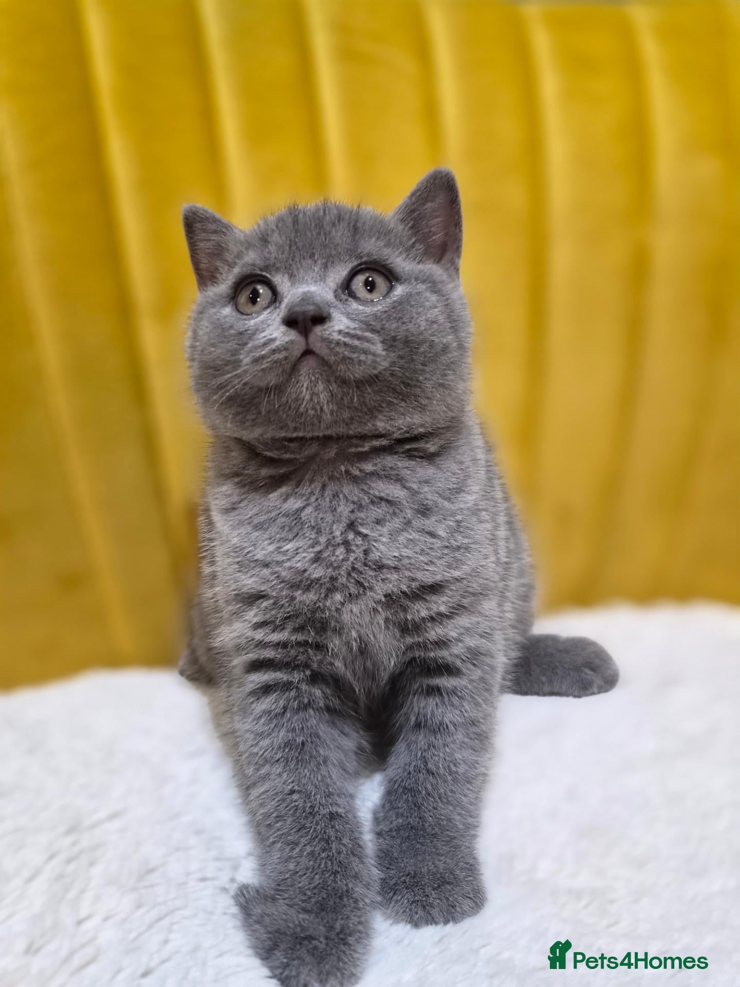 British Shorthair cats Exceptional pedigree British shorthair kittens  😻 - Advert 1