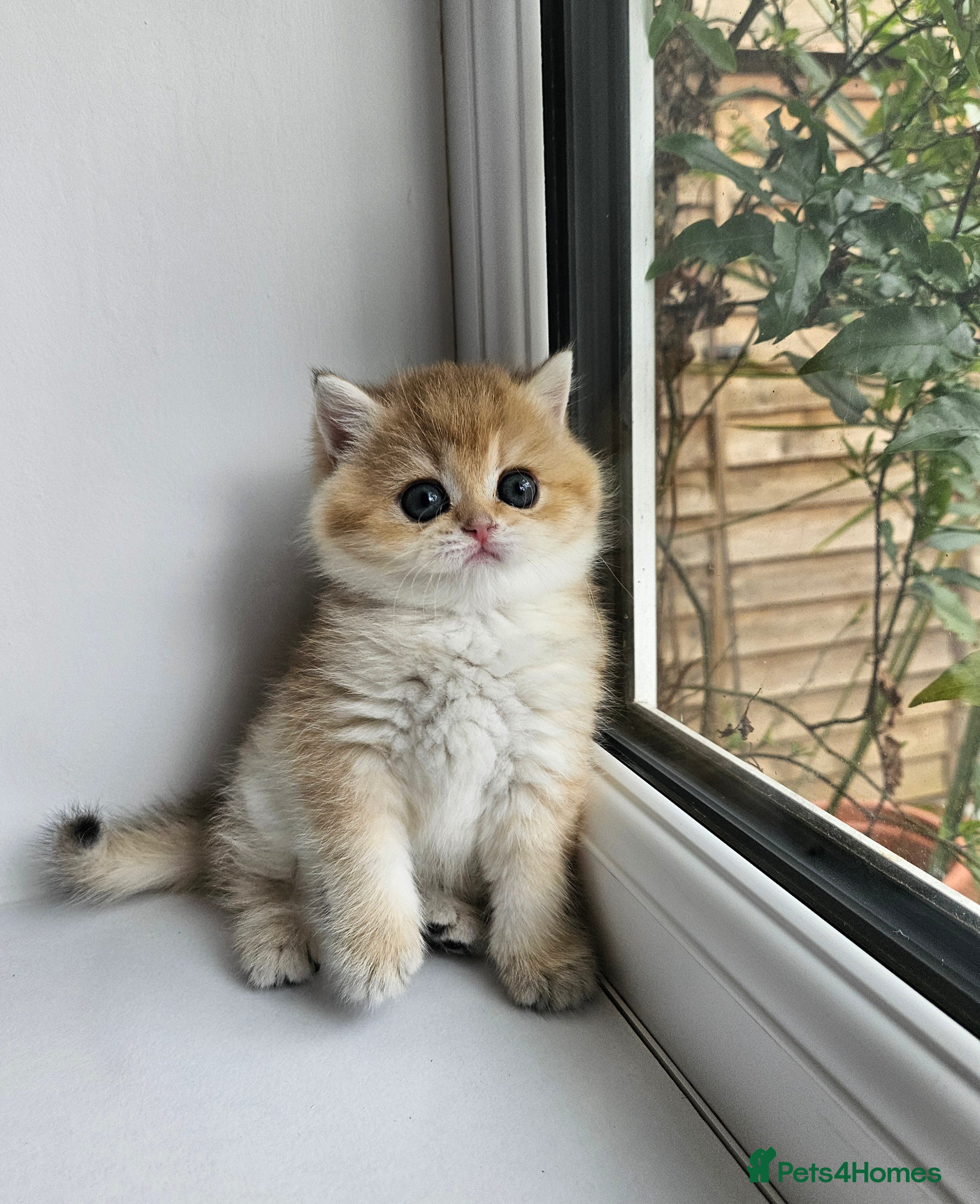 British Shorthair cats Pure Pedigree BSH Kittens GCCF Rare Golden /Silver - Advert 4