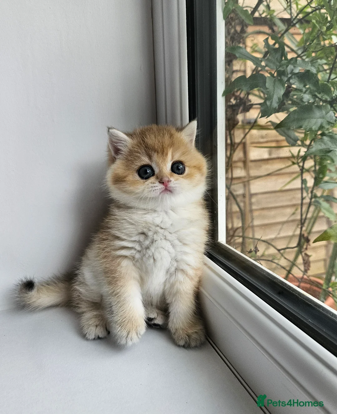 British Shorthair cats for sale: Pure Pedigree BSH Kittens GCCF Rare Golden /Silver - Advert 1