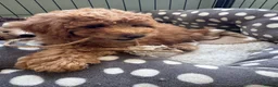 Miniature Poodle dogs for sale: Miniature Poodle puppies. Health tested parents!  - Advert 11