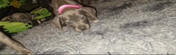 Mixed Breed dogs for sale: Cane corso hybrid - Advert 3