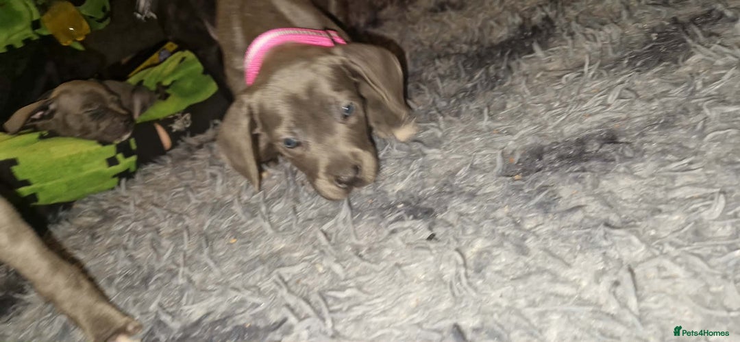 Mixed Breed dogs for sale: Cane corso hybrid - Advert 3