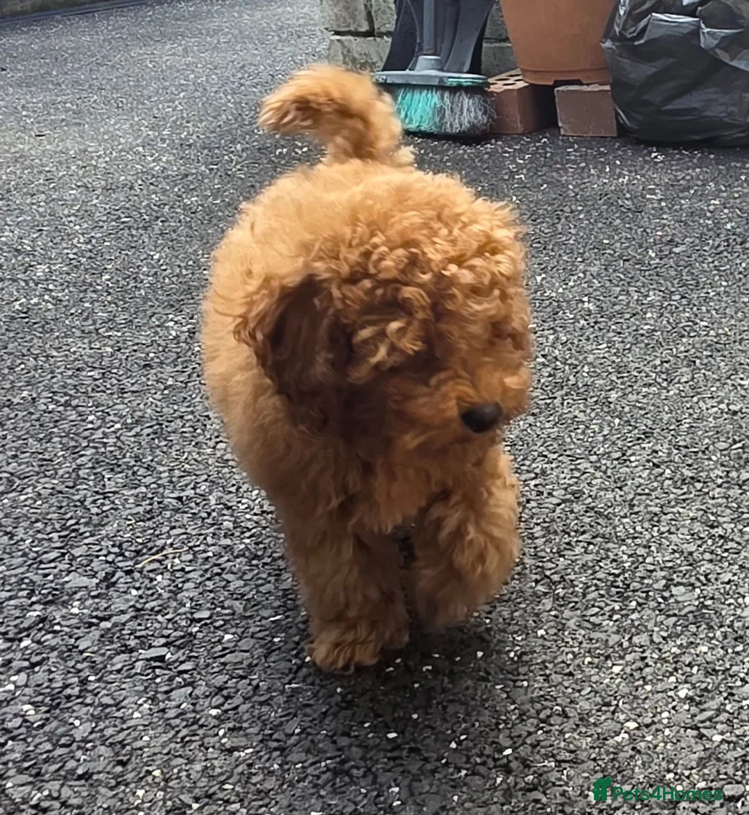 Toy Poodle dogs for sale: Toy poodle puppies for sale - Advert 8