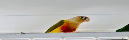 Conures birds for sale: PINEAPPLE CONURE AND GREEN CHEEK CONURE  in Oxford - Advert 7