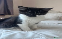 British Longhair cats for sale: Ragdoll x British Long Hair  - Image 16