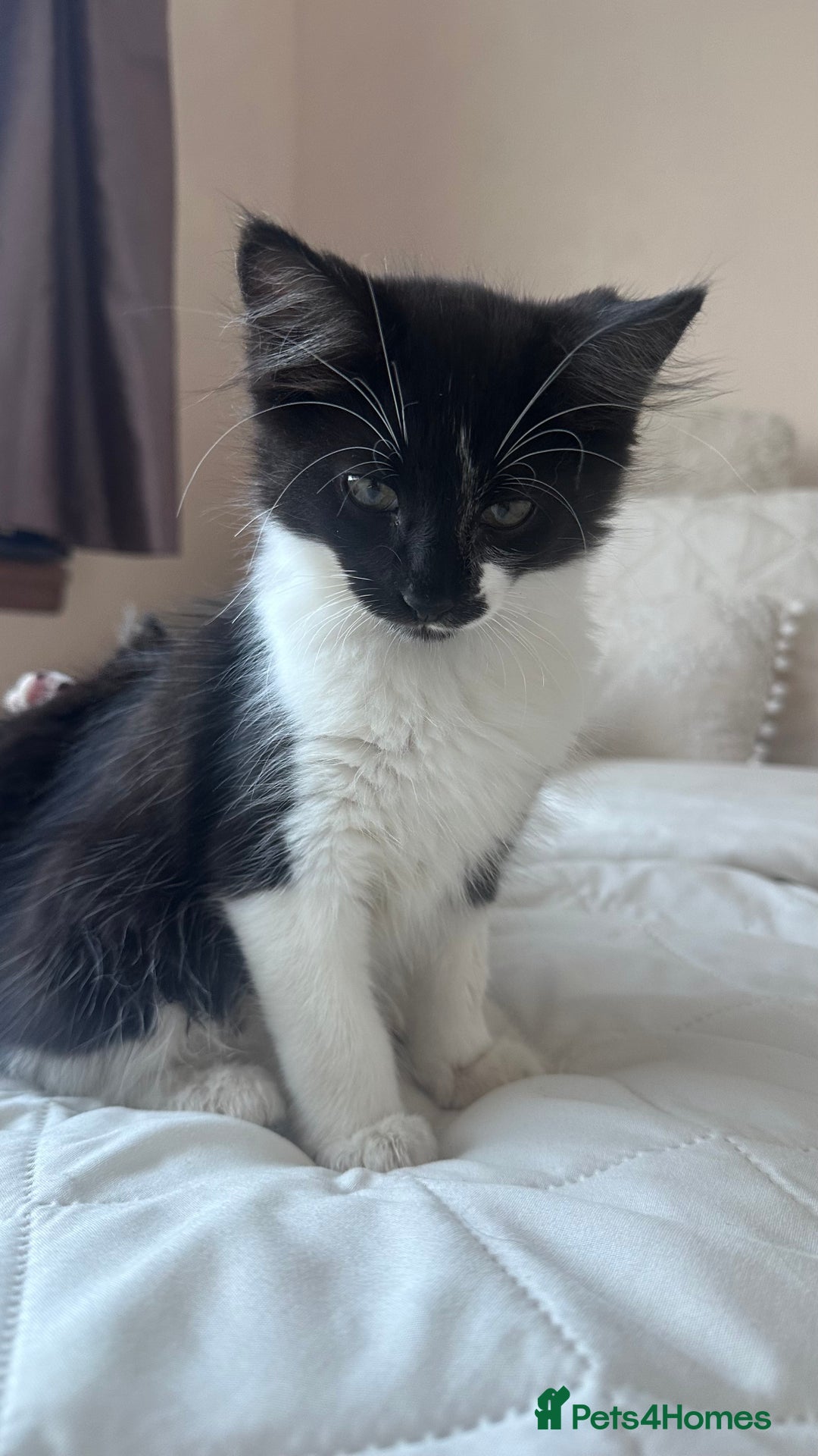 British Longhair cats for sale: Ragdoll x British Long Hair  - Image 16