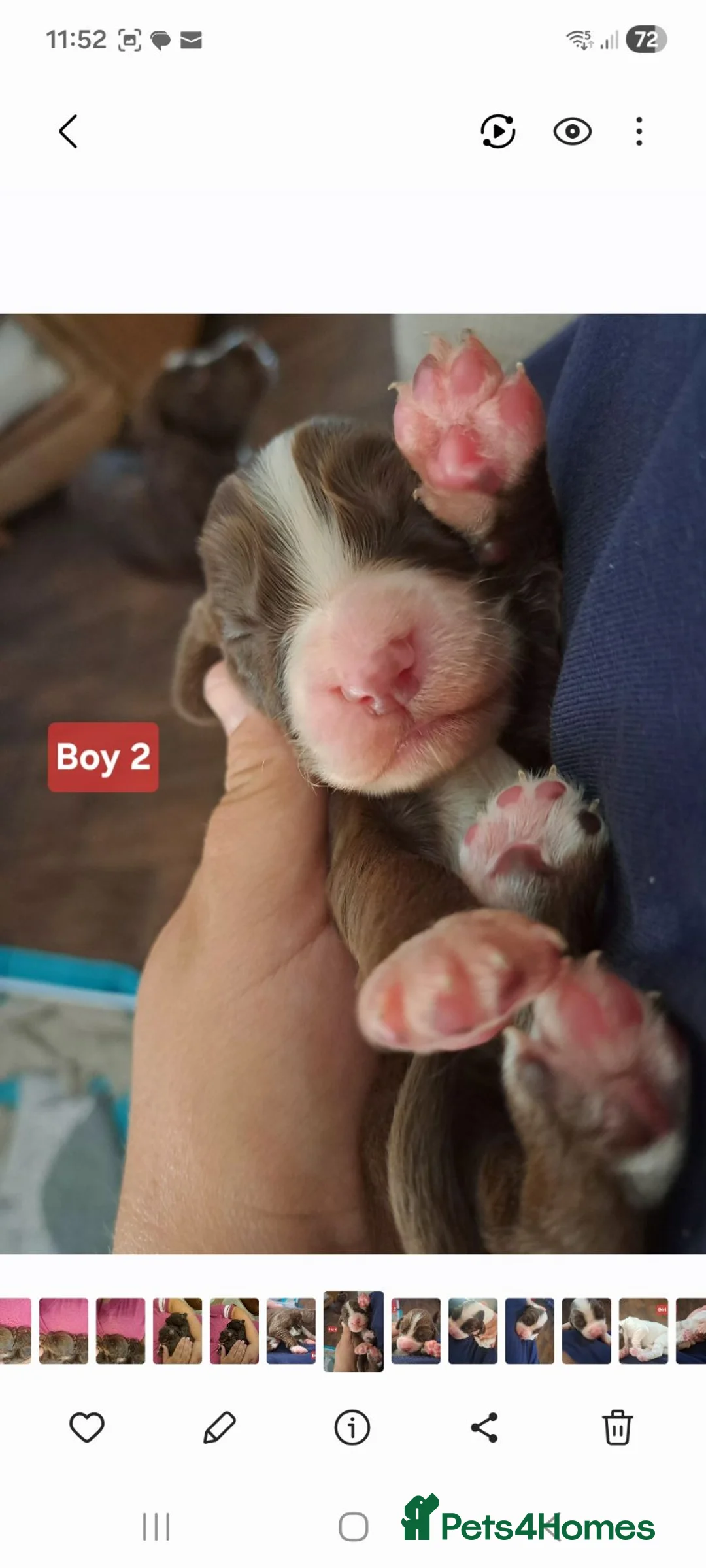 Cocker Spaniel dogs for sale: Cocker spaniel puppies  in Spennymoor - Advert 12