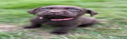 Labrador Retriever dogs for sale: New Arrivals at Westfena 🐾 Labradors  - Advert 4