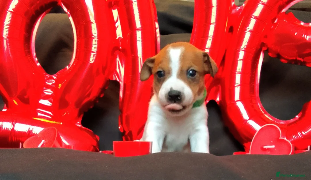 Jack Russell dogs for sale: 👑Jack💫Russell👑 💙 😍🤩🤗  - Advert 4
