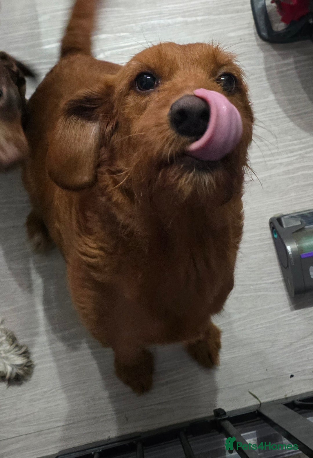 Mixed Breed dogs for sale: Labradoodle x dachshund  - Image 1