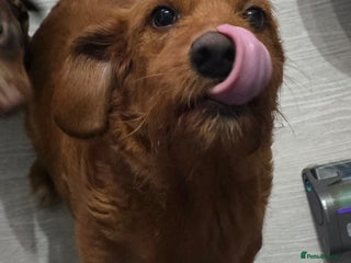 Mixed Breed dogs - Advert 1