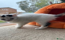 Mixed Breed cats for sale: Half Sphynx READY to Go 🩷 £200 - Image 8