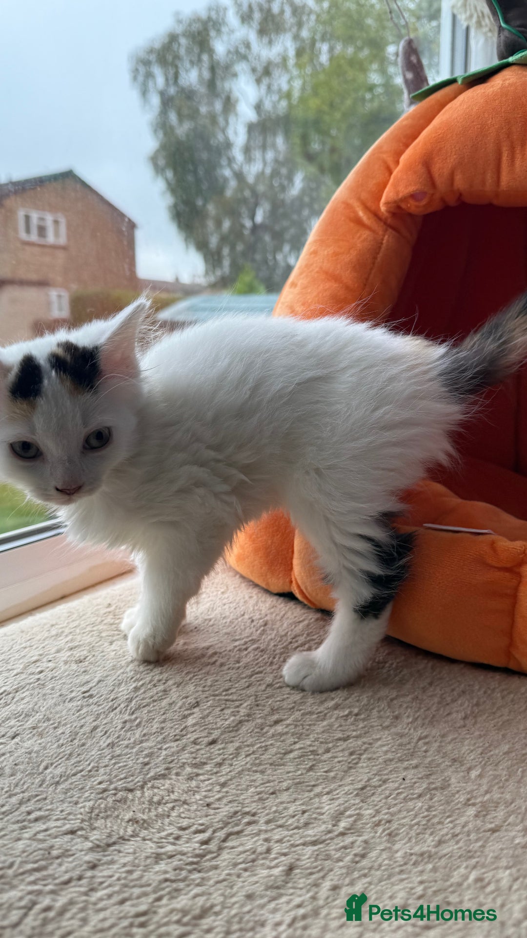Mixed Breed cats for sale: Half Sphynx READY to Go 🩷 £200 - Image 8