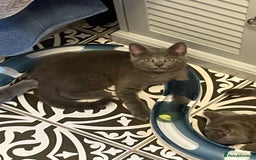 Russian Blue cats for sale: Russian Blue x BSH - Image 18