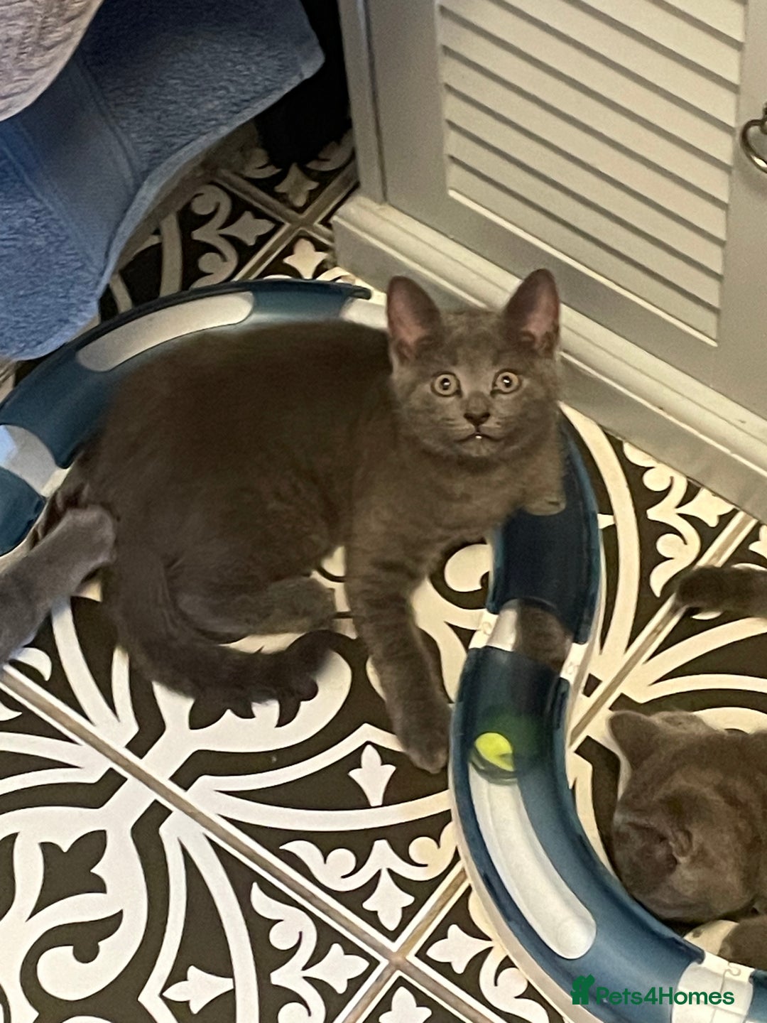Russian Blue cats for sale: Russian Blue x BSH - Image 18
