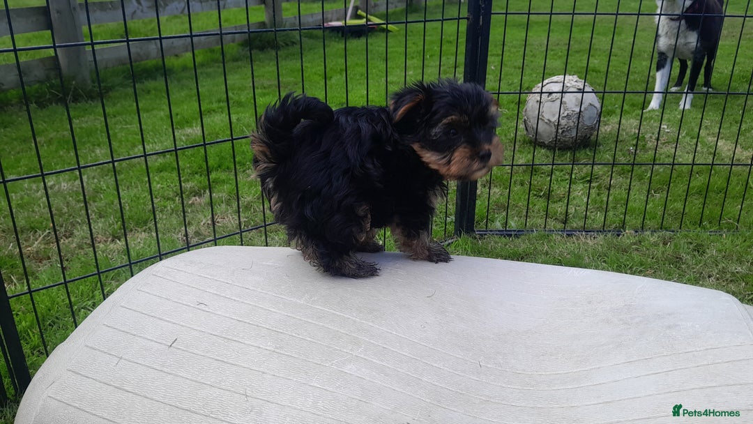 Yorkshire Terrier dogs for sale: Yorkshire terrier puppies  - Image 10