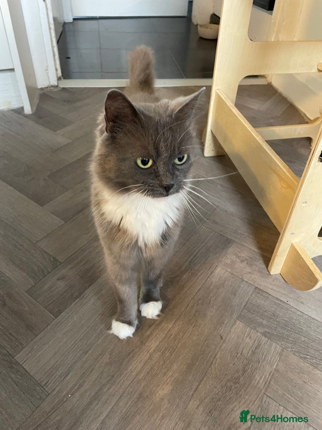 Ragdoll cats for sale: Lovely cat  - Image 2