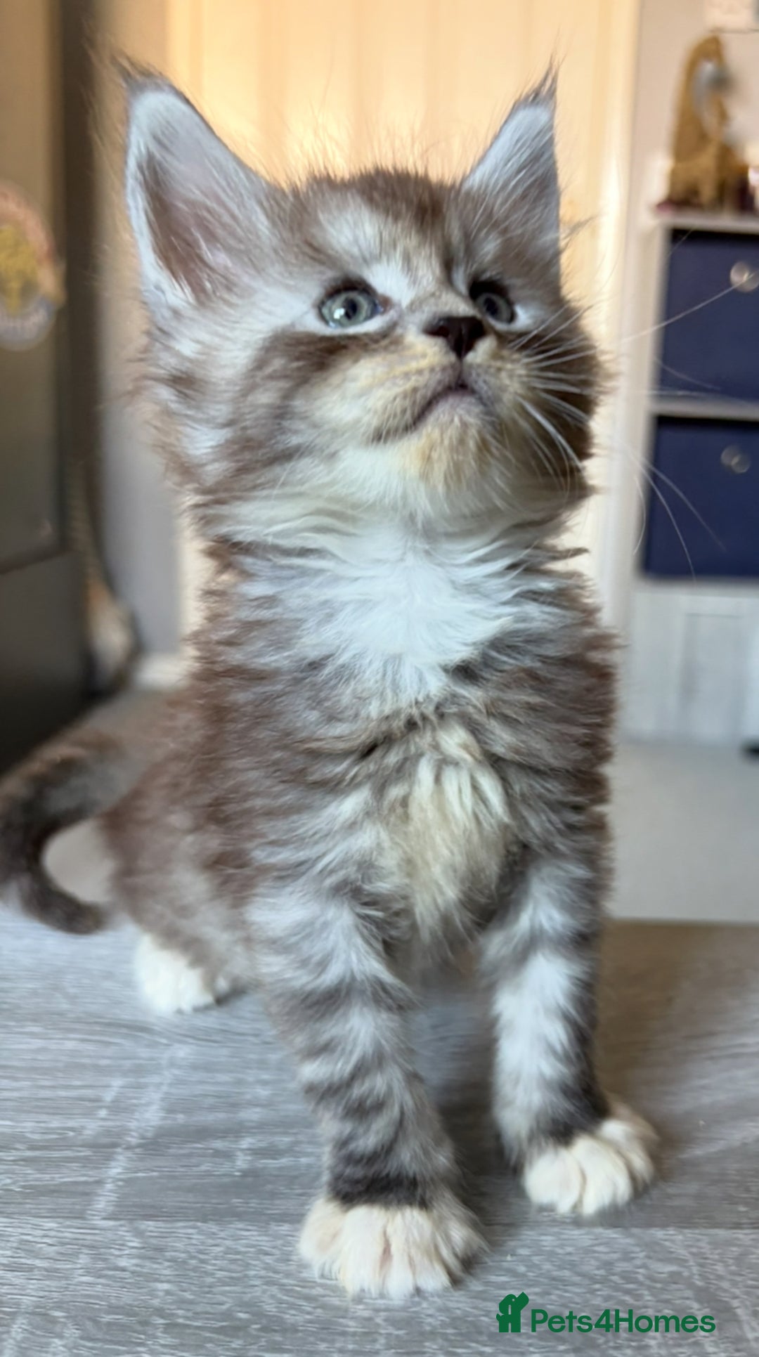 Maine Coon cats for sale: Beautiful playful 4 mainecoons kittens  - Image 9