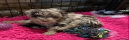 Bordoodle dogs for sale:  Beautiful Bordoodle Puppies inc Merle/Apricot - Advert 8